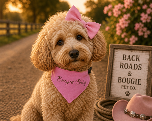 Bougie Baby Girl Doggy Collar 🎀